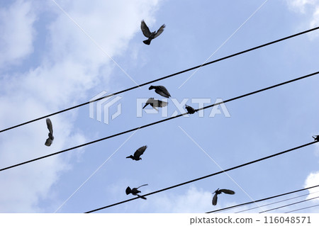 Silhouette birds with wire cable against blue sky 116048571