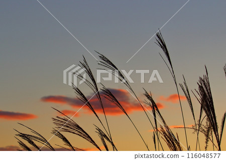 Susuki在夕陽染色 116048577