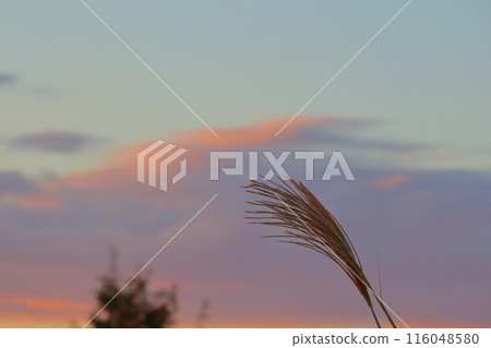 日落天空和Susuki 116048580