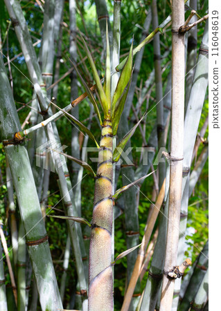 Fresh green bamboo tree in the garden Fresh green bamboo tree in the garden 116048619