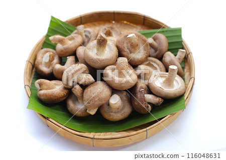 Fresh shiitake mushrooms on white background. 116048631