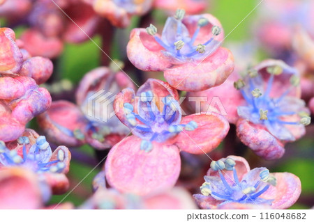 A close-up of a lovely blooming hydrangea flower during the rainy season A close-up of a lovely blooming hydrangea flower during the rainy season 116048682