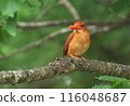 Akashoubin 116048687