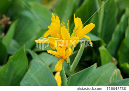 Yellow canna flower in the garden 116048788