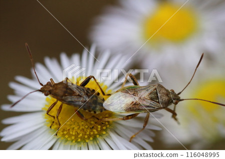 A pair of spotted stink bugs mating on an erigeron flower A pair of spotted stink bugs mating on an erigeron flower 116048995