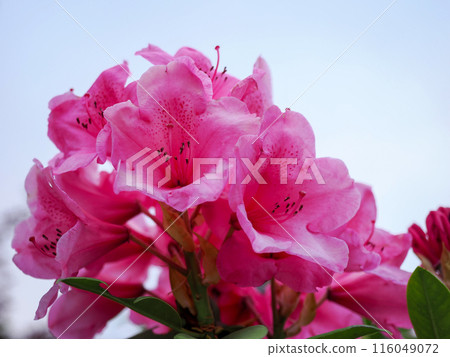 Scenery with rhododendron Scenery with rhododendron 116049072