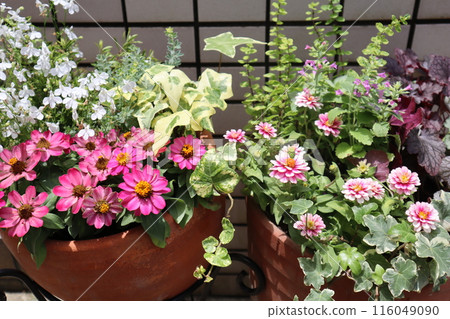 Flower arrangements and pots in front of the entrance Flower arrangements and pots in front of the entrance 116049090