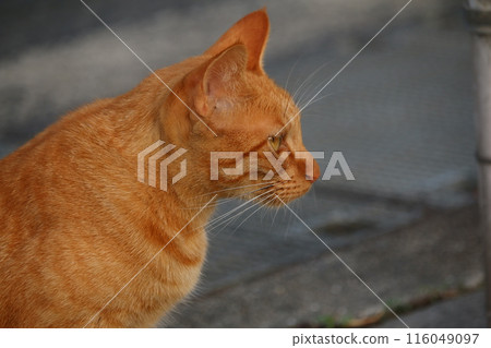 Setouchi Island Cat Setouchi Island Cat 116049097