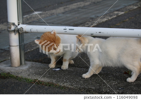 Setouchi Island Cat 116049098