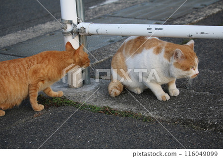 Setouchi Island Cat Setouchi Island Cat 116049099