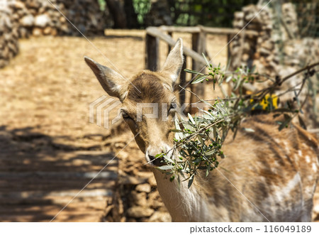 The foliage of the olive branch is eaten by a female deer 116049189