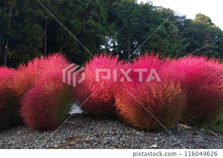 深秋的地膚變成火紅色3 116049626