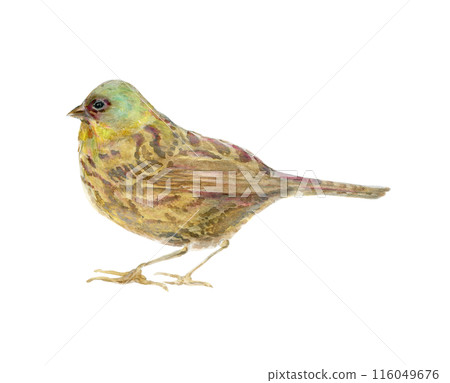 Left facing blue bunting 116049676