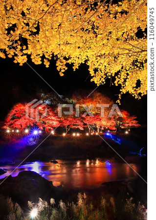 禦嶽溪谷的紅葉彩燈 116049745