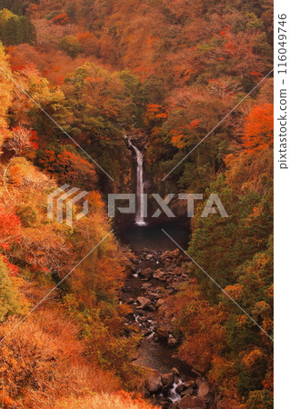 靜岡縣鈴川溪谷大田瀑布的秋葉 靜岡縣鈴川溪谷大田瀑布的秋葉 116049746