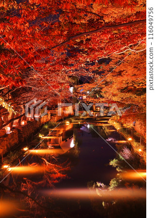 Illuminated autumn leaves at Hachimanbori in Omihachiman, Shiga Prefecture Illuminated autumn leaves at Hachimanbori in Omihachiman, Shiga Prefecture 116049756