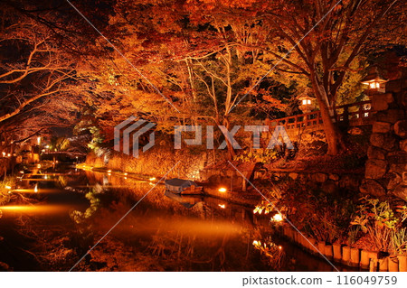 Illuminated autumn leaves at Hachimanbori in Omihachiman, Shiga Prefecture Illuminated autumn leaves at Hachimanbori in Omihachiman, Shiga Prefecture 116049759