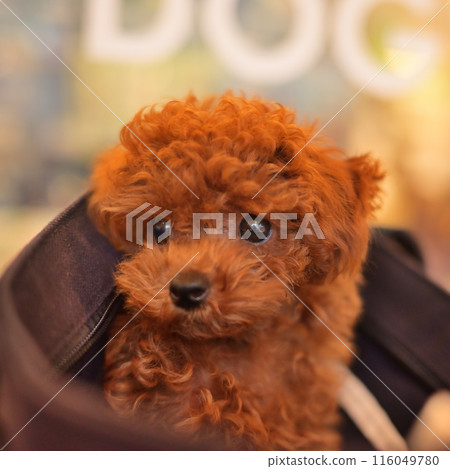 Cute baby toy poodle 116049780