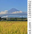 Scenery of the Shinkansen, Mt. Fuji and rice fields 116049802