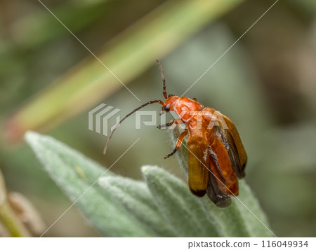 Common Red Soldier Beetle sitting on garden plant 116049934