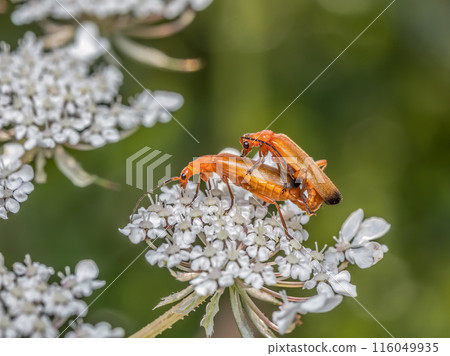 Male and female Common Red Soldier Beetles mating on white flower Male and female Common Red Soldier Beetles mating on white flower 116049935