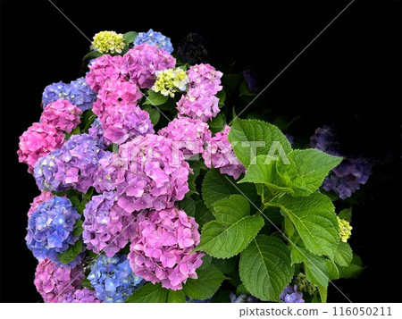 黑背景八仙花屬 116050211