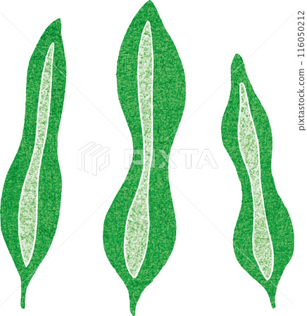 Simple seaweed hand-drawn illustration 116050212