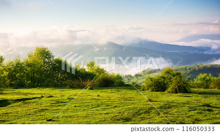 carpathian mountain landscape on a foggy morning. outdoor adventure with stunning view in morning light carpathian mountain landscape on a foggy morning. outdoor adventure with stunning view in morning light 116050333