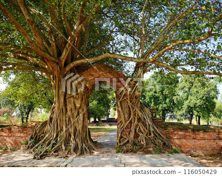 Nature's Embrace 116050429