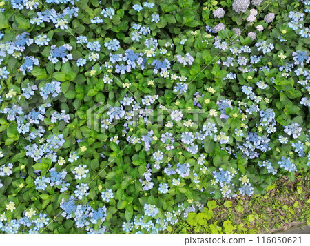 Aerial view of hydrangeas growing in the mountains 116050621