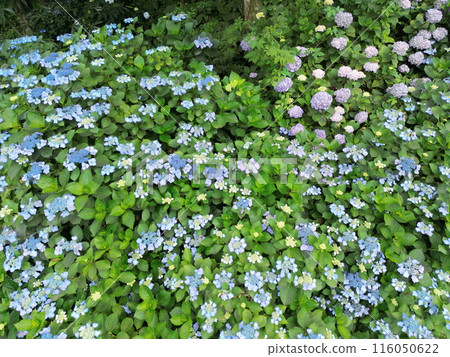 Aerial view of hydrangeas growing in the mountains 116050622