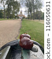 Chestnut  116050631