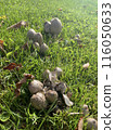 mushroom  116050633