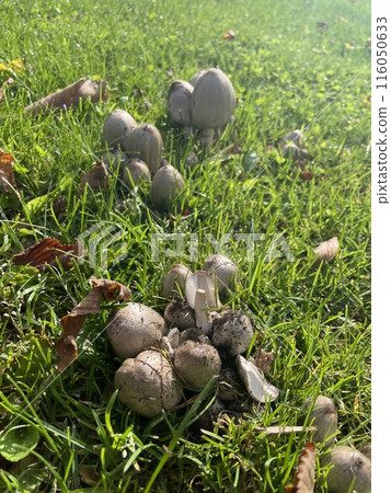 mushroom mushroom 116050633
