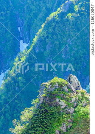 新鮮的綠色山皮 116050847