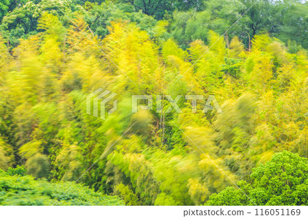 Yokohama cityscape in Japan: A beautiful yellow bamboo forest sways in the spring storm... an image of endurance, strong winds, etc. Yokohama cityscape in Japan: A beautiful yellow bamboo forest sways in the spring storm... an image of endurance, strong winds, etc. 116051169
