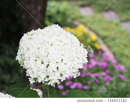 White hydrangea blooming in the garden White hydrangea blooming in the garden 116051182