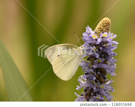 蝴蝶棲息在一朵可愛的花上 116051698