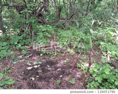 Stump in the mountains 116051790