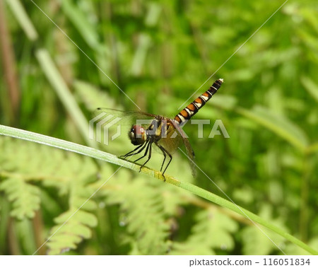 The world's smallest dragonfly, the female "Hatchōtombo" (Hatchō dragonfly), stands in an obelisk pose with its tail pointing up to the sky 116051834