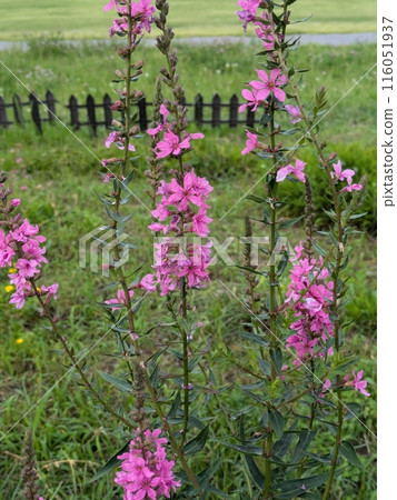 初夏田野盛開的粉紅色千屈菜花 116051937