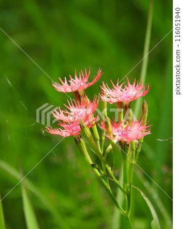 ``Ogura Sennou'' (Ogura Senno) with red flowers that look like they were torn apart in summer 116051940