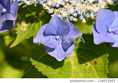 Cute hydrangea flower 116051943