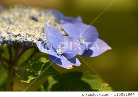 可愛的繡球花 116051944