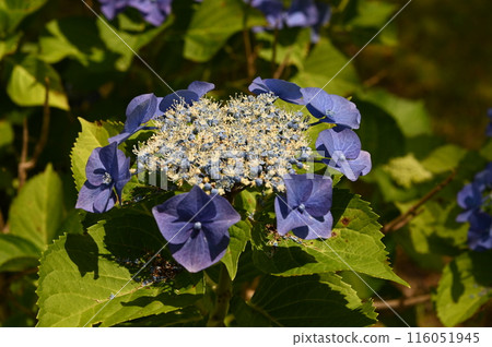 藍色繡球花 116051945