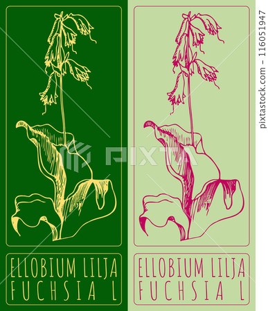 Vector drawing ELLOBIUM LILJA. Hand drawn illustration. The Latin name is FUCHSIA L Vector drawing ELLOBIUM LILJA. Hand drawn illustration. The Latin name is FUCHSIA L 116051947