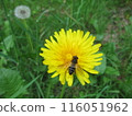 Dandelion 116051962
