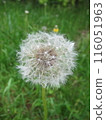 Dandelion 116051963