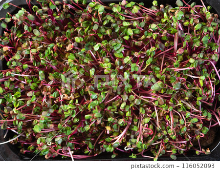 Mix of Microgreens in container 116052093