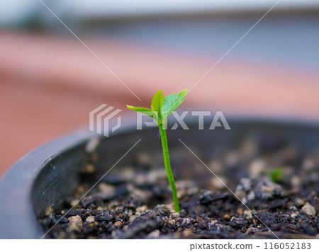 Lemon sprouts Lemon sprouts 116052183